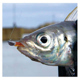 MAGBITE Ajiing "Just Ajing Series" Lure Kit, [fishing tackle], [fishing lures] - Tackle Online Australia 