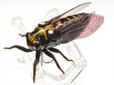 Jackson Namazemi Topwater Cicada 42mm - Tackle Online Australia